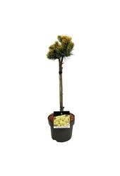 Pin Pinus mugo Carstens Wintergold