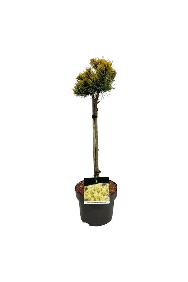 Pin Pinus mugo Carstens Wintergold