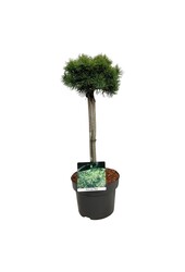 Pin Pinus mugo Mops