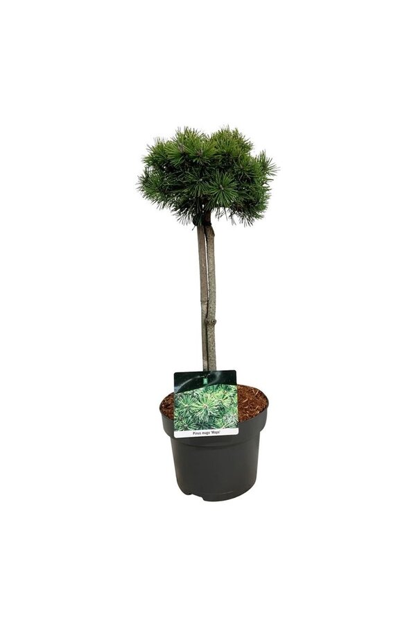 Pin Pinus mugo Mops