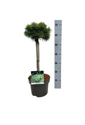 Pin Pinus mugo Mops