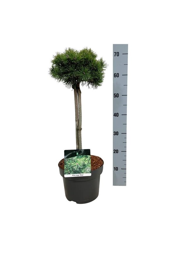 Pin Pinus mugo Mops