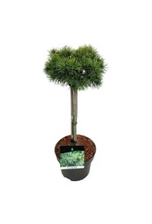 Pin Pinus mugo Mops