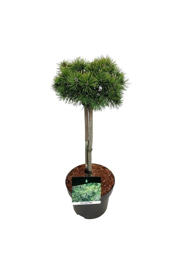 Pin Pinus mugo Mops