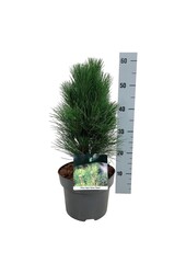 Pin Pinus nigra Tour verte