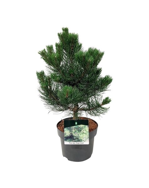 Pinus