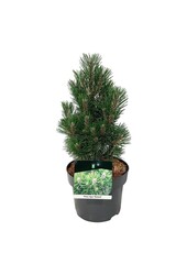 Pin Pinus nigra Richard