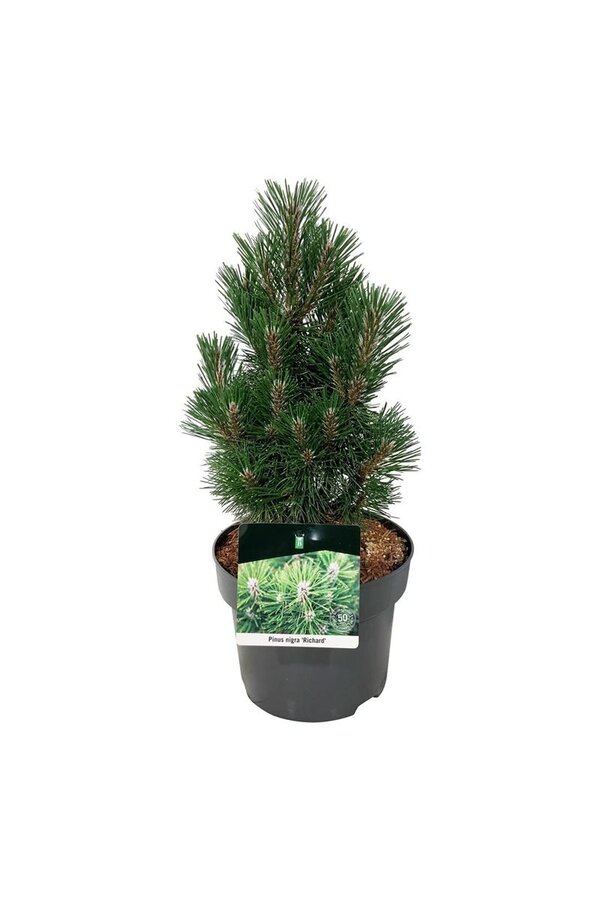 Pin Pinus nigra Richard