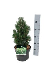 Pin Pinus nigra Richard