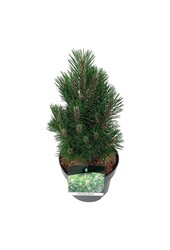 Pin Pinus nigra Richard