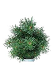 Pin Pinus Watereri