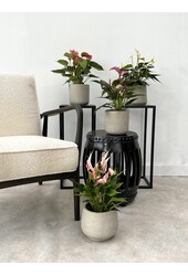 Paquet de plantes Anthurium