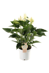 Paquet de plantes Anthurium