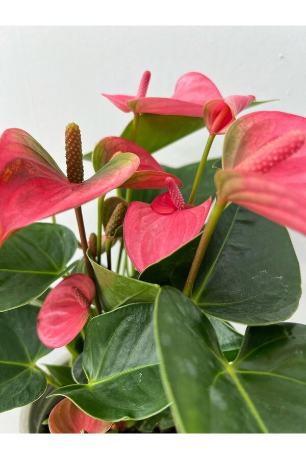 Paquet de plantes Anthurium