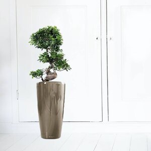 Plantes de bureau dans un pot auto-arrosant