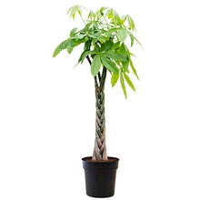 Pachira Aquatica