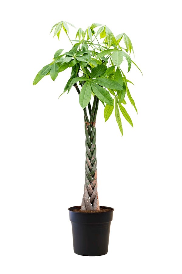 Pachira Aquatica Châtaignier de Guyane S