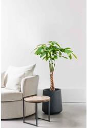 Pachira Aquatica Châtaignier de Guyane S