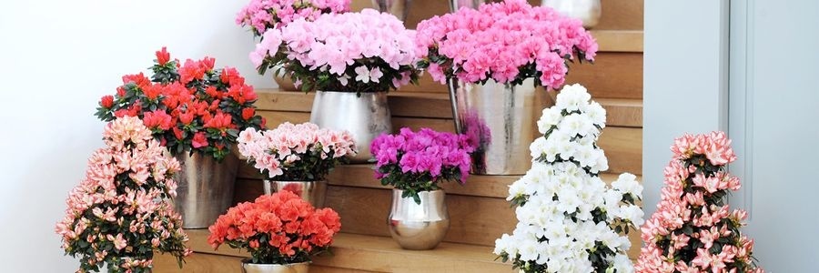 L'azalée est la plante d'intérieur du mois de décembre