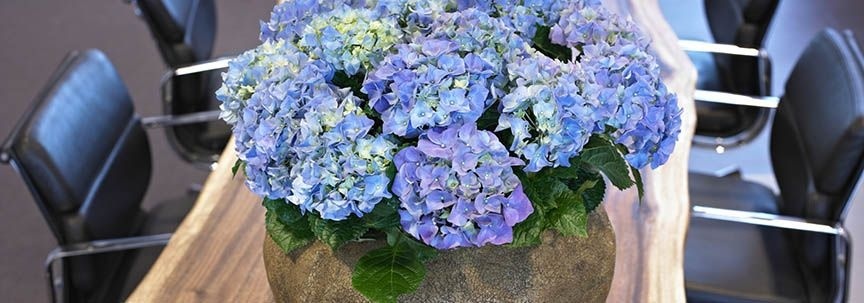 Plantes d'intérieur purificatrices d'air