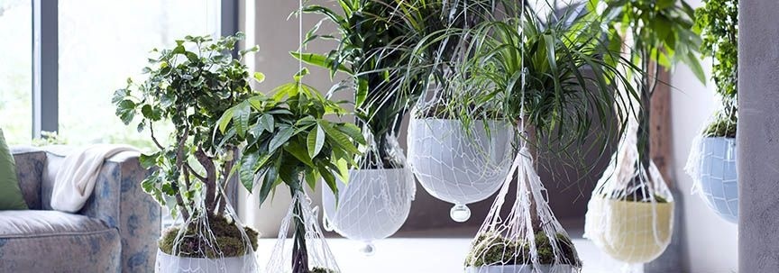 Les palmiers exclusifs sont les plantes d'intérieur du mois de février