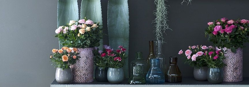 Plantes pour la fête des mères