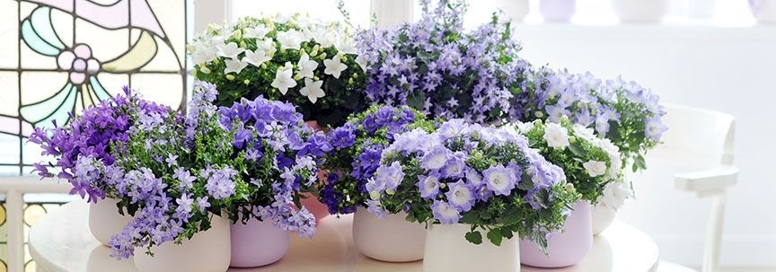 Plante d'intérieur du mois de mai : Planter à l'envers