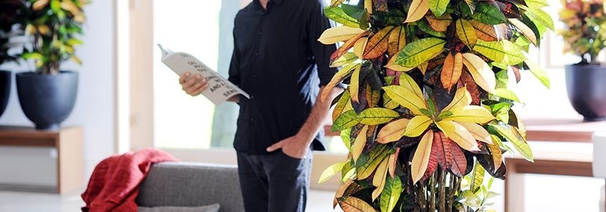 Les plantes-hommes sont les plantes d'intérieur résistantes du mois de juin.