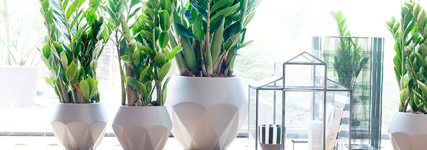 Des plantes que même les débutants n'arriveront pas à faire mourir