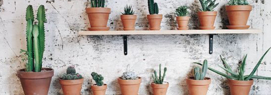 Plante plus terre cuite : de la couleur dans la maison !