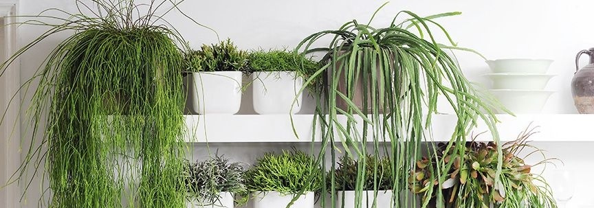 Les plantes d'intérieur et leur pouvoir
