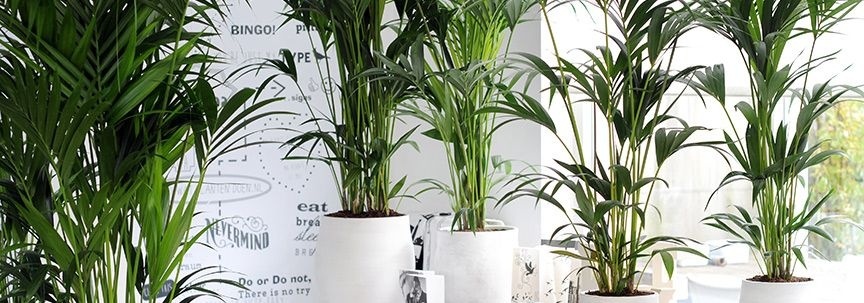 Différentes variétés de palmiers pour la maison