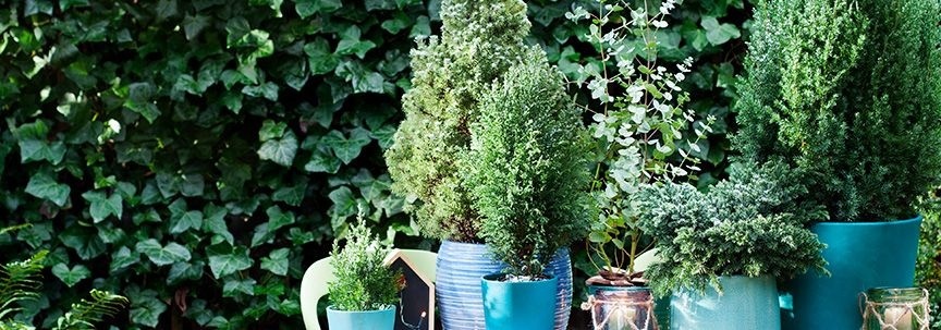 Plantes d'extérieur pour le jardin