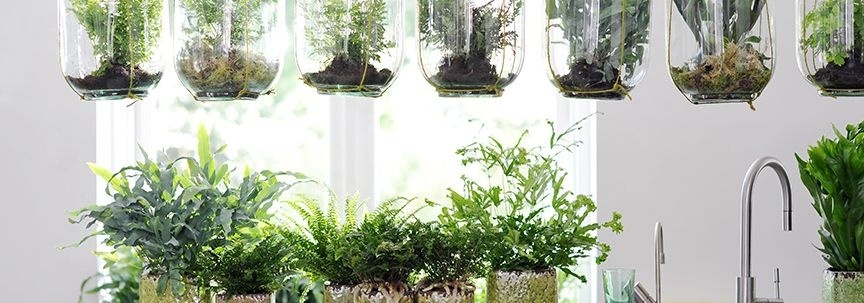 Plante d'intérieur du mois d'octobre