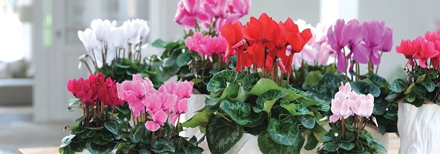 Le cyclamen est la plante d'intérieur du mois de novembre