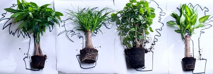 Arbres d'intérieur, plantes résidentielles de janvier