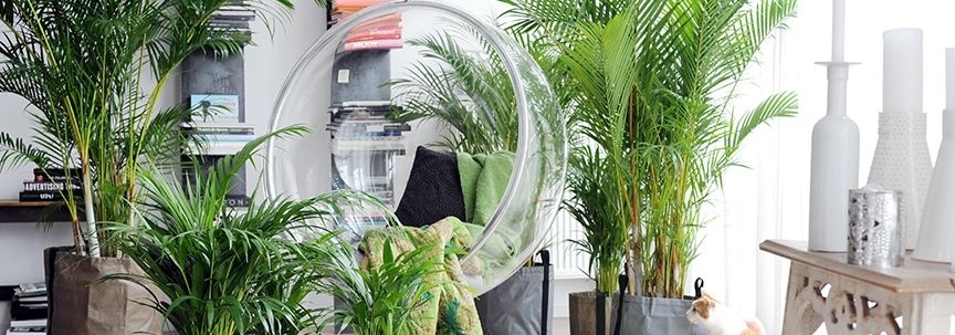Tendances des plantes d'intérieur pour le printemps 2018