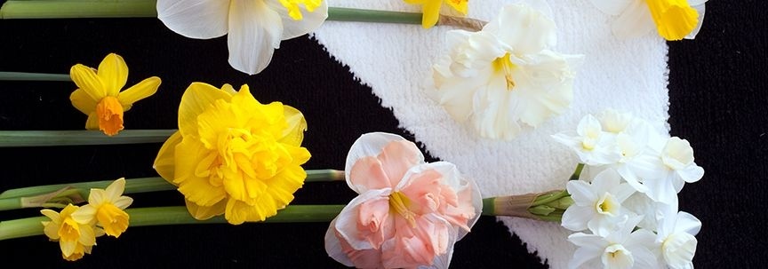 Plantes d'intérieur du mois de mars ; les porteurs de printemps