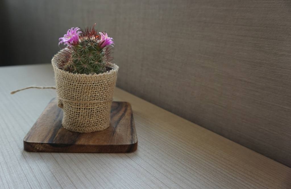 Plantes dans des sacs en papier