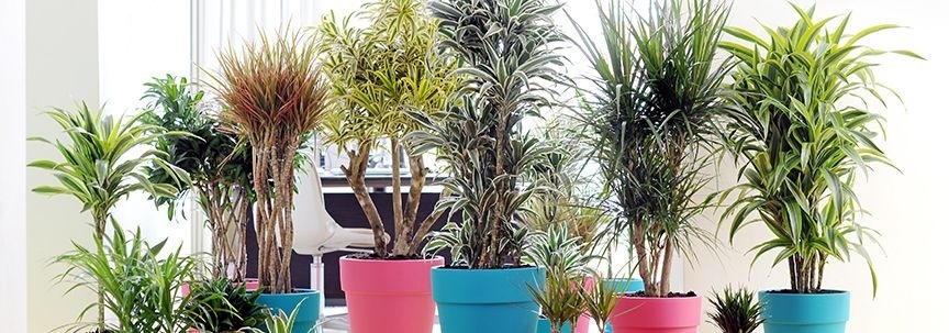 Dernières nouvelles : "Découverte d'une nouvelle plante tropicale".