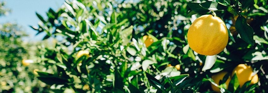 Un été rafraîchissant avec le citronnier