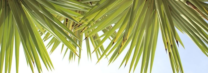 Célébrez l'été avec des plantes !