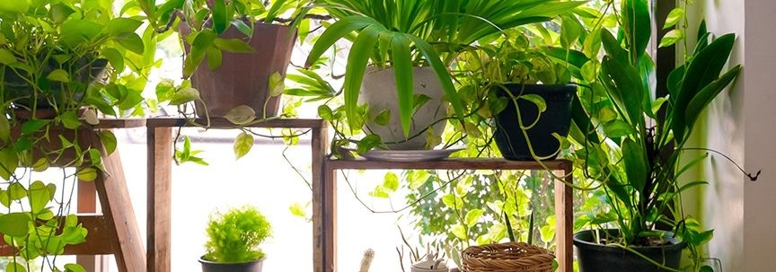 En vacances, que faire des plantes ?