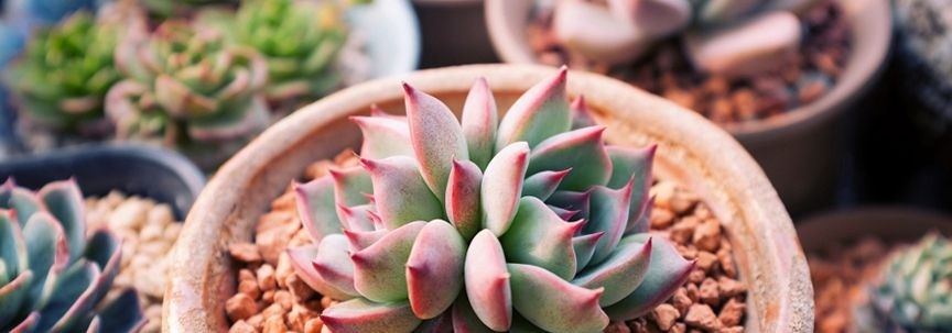 Les succulentes sont les plantes d'intérieur du mois de juillet