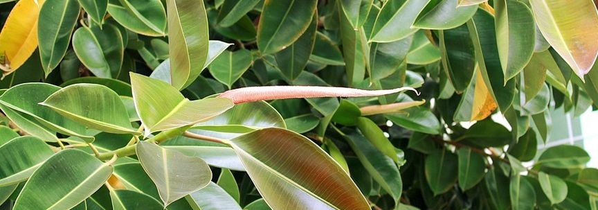 Combattez la chaleur avec ces plantes d'intérieur