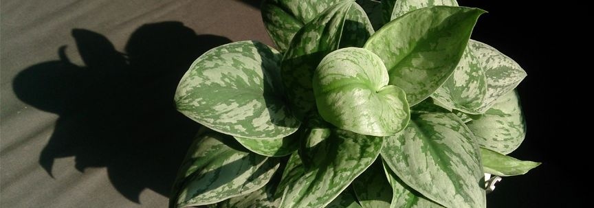 Plantes d'intérieur du mois d'août : Scindapsus