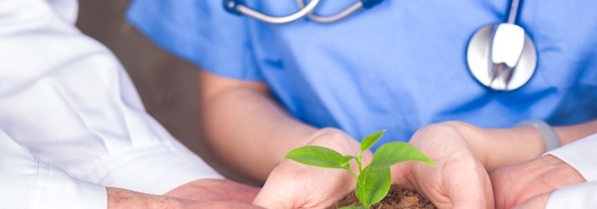 Premiers soins pour les plantes d'intérieur malades