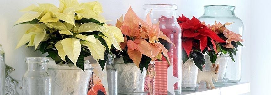 Les plantes vous rendent plus heureux