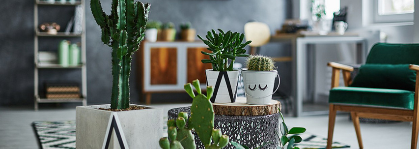 L'entretien des cactus