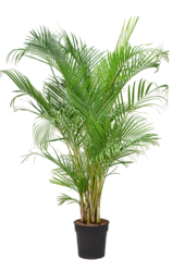 Palmier Areca XL